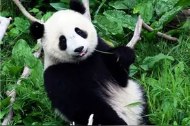 各个国家的国宝动物，你知道几个图片