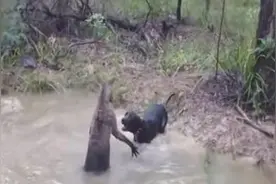 袋鼠被獒犬堵在水塘无路可退，使不出弹腿神功却一招制服獒犬图片