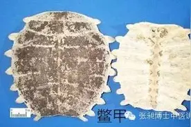 鳖甲治疗肝炎肝硬化图片