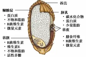 吃了这么多年的精米白面才醒悟：去掉五谷胚芽是有道理的！图片