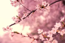 小诗：一见钟情图片