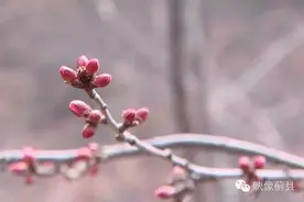 蓟县迎来山桃花盛开，这浪漫你只能拥有10天图片