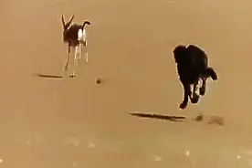 阿拉伯男子养的宠物豹，荒漠捕猎野羊，这样的宠物才霸气！图片