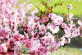 王二妮《桃花红杏花白》唱的很好听图片