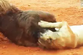 加纳利狄克与藏獒的对决 结果竟出乎意料视频封面