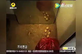 真稀奇！母鸡一天下8个蛋，母鸡中的“战斗鸡”！视频封面
