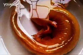 黄金究极体“龙趸”，且看鱼皇至尊图片
