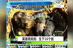 英雄狗妈妈    生下16个娃图片