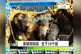 英雄狗妈妈    生下16个娃图片
