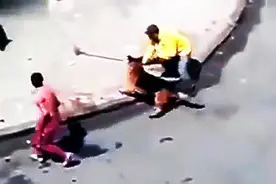 男子朝两条大狼狗砸砖头，狼狗狂暴追咬！惨叫连连图片