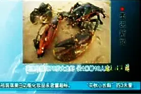 英国渔民捕到70岁大龙虾 身长1米够10人饱餐图片