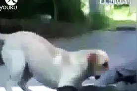 如果主人突然晕倒，狗狗会怎么做？看完这只拉布拉多的反应图片