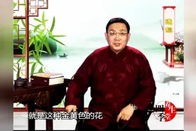 春季赏花之——连翘图片