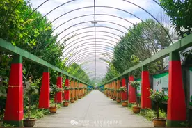 在薰衣草的花田里，我犯了错图片