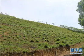 云南富宁破获一起特大滥伐林木案 40亩桉树遭砍伐图片