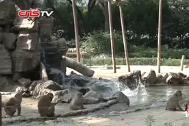 郑州动物园动物避暑有“凉方” 老虎冲澡猴跳水丨视频图片
