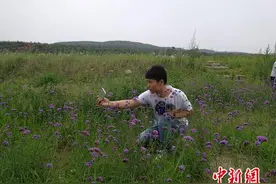 河北邢台红石文化节开幕 中外游客畅游百亩花海（图）图片