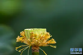 映日荷花别样红图片
