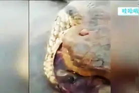 工人修建水库炸出10米长巨蟒~~重达800斤图片