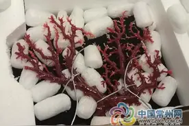 常州机场截获1箱濒危红珊瑚 300年才长1公斤图片