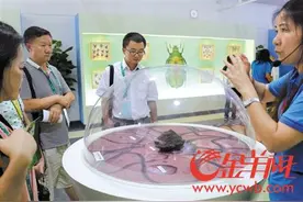 深圳首家昆虫科技馆在大鹏新区开馆图片