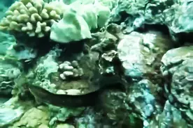 海底实拍，海鰻pk海鰻， 海蛇生吞海鰻 !图片