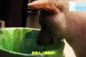 玩具被咬坏，狗狗上演哀怨难舍难分感情戏图片
