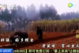 广西最牛农民，种甘蔗都是一首歌！图片