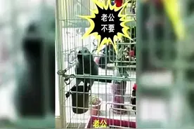 推荐视频：爆笑！鹦鹉模仿老婆：老公，不要，你真坏！视频封面