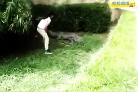 实拍作死少女翻进鳄鱼池摸鳄鱼，全程吓尿了图片