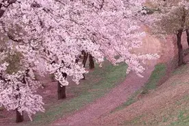 好去处| 又到日本樱花季，你需要这份攻略去享受春天图片