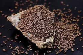 决明子的功效与作用-决明子的食用方法图片