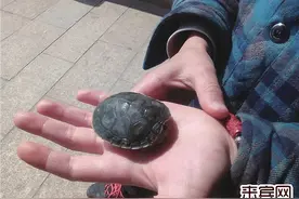 河中捡到龟 养弃成两难图片
