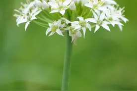 韭菜子炎黄是什么 有何好的功效图片