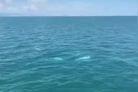 三亚海域竟然有这种“海上大熊猫”，你见过吗？图片