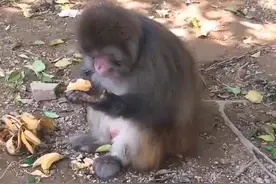 猴子拿到榴莲后的反应，好像是手上有💩一样图片