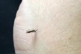 你们绝对没见过蚊子吸血的样子，看到最后直接到吸喷出来图片