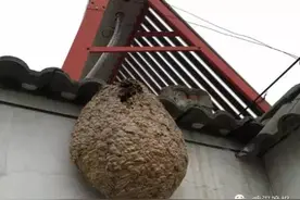 凌乱！以后摘马蜂窝打119没用啦！据说要找收费公司，你认为应该由谁来摘除？图片