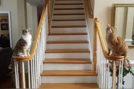 盘点猫咪的12种迎门方式，猫咪们用独特的方式迎接猫奴的归来图片