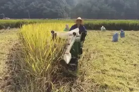 新研发的山区小型水稻收割机，中国人的骄傲视频封面