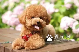 两个月的泰迪吃多少狗粮 狗粮泡软后喂食图片