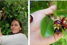 针叶樱桃能治疗痛风吗？图片