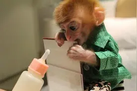 宠物小猴子多少钱一只 网购宠物小猴子多少钱图片