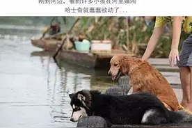 金毛好心救了落水的哈士奇，二哈上岸后第一件事竟然是这样！图片