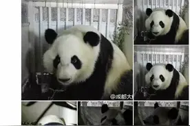 大熊猫美轮美奂回国了，宝宝也要回，美国人民真的很蓝瘦……图片