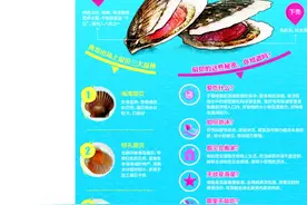 揭秘青岛扇贝三大家族：外壳颜色分别为褐红白图片