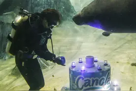 海牛迎3岁生日饲养员送蛋糕庆祝图片