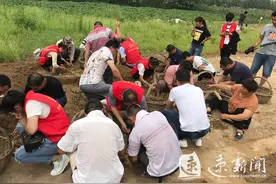 卷饼食客一句话激发宿迁豆芽“秘技”重出江湖！今天有群人兴奋地挖土图片