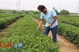 日照炒茶哥唐永山：再不唱，梦想就破灭了图片