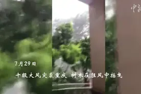 重庆十级大风现场 树木风雨中摇曳图片